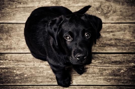 Lorem ipsum dolor sit amet, consectetur adipiscing elit. Viverra scelerisque venenatis sed neque.