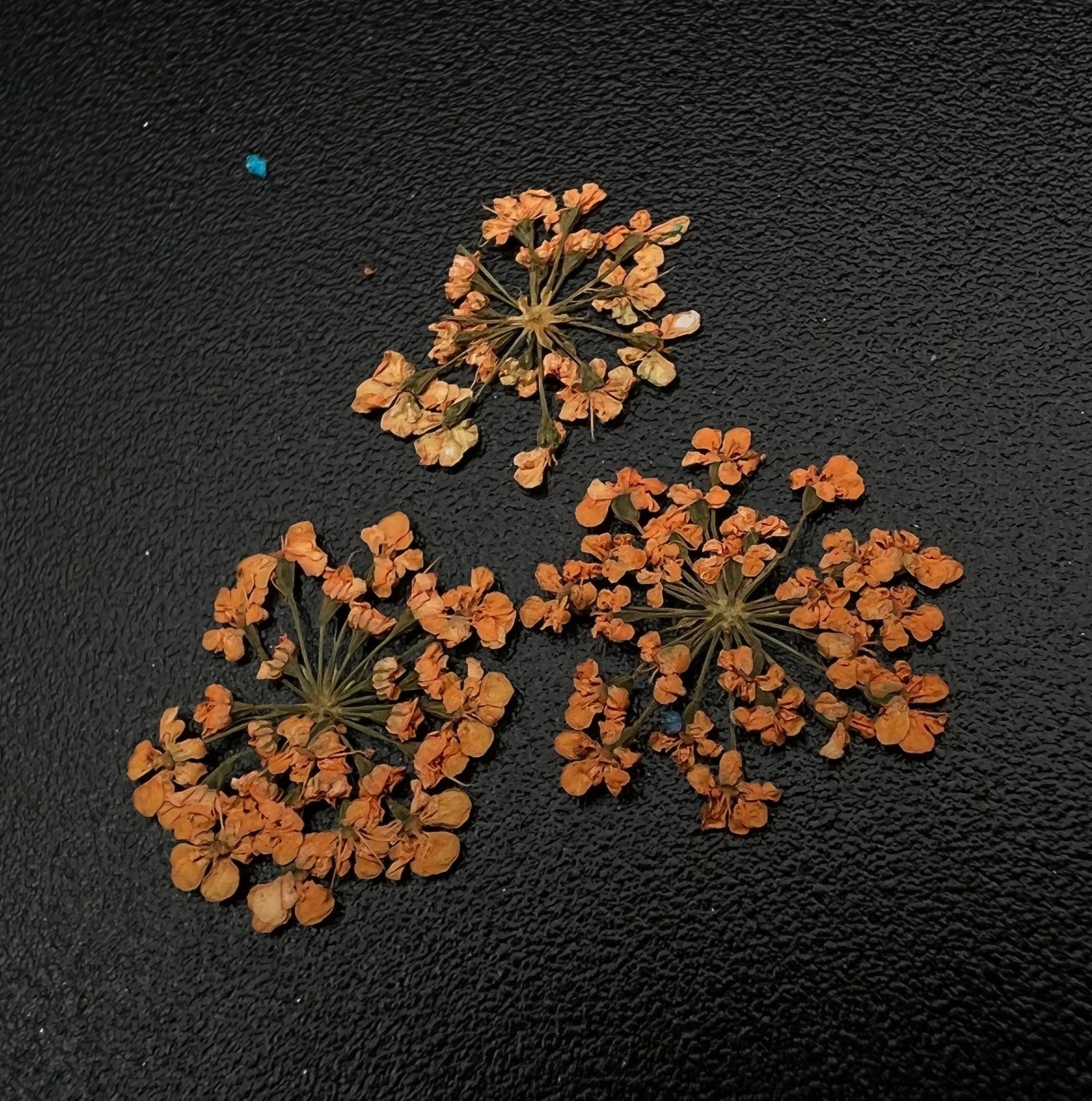 Zoo 1676 Kuru Çiçek Turuncu