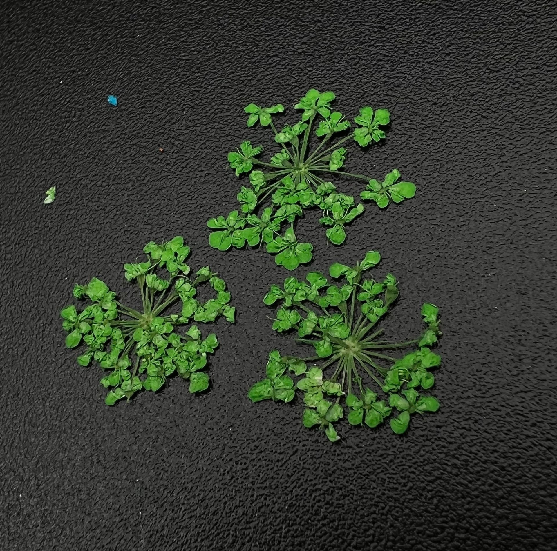 Zoo 1677 Kuru Çiçek Yeşil