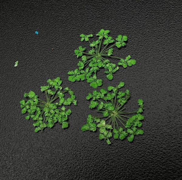 Zoo 1677 Kuru Çiçek Yeşil