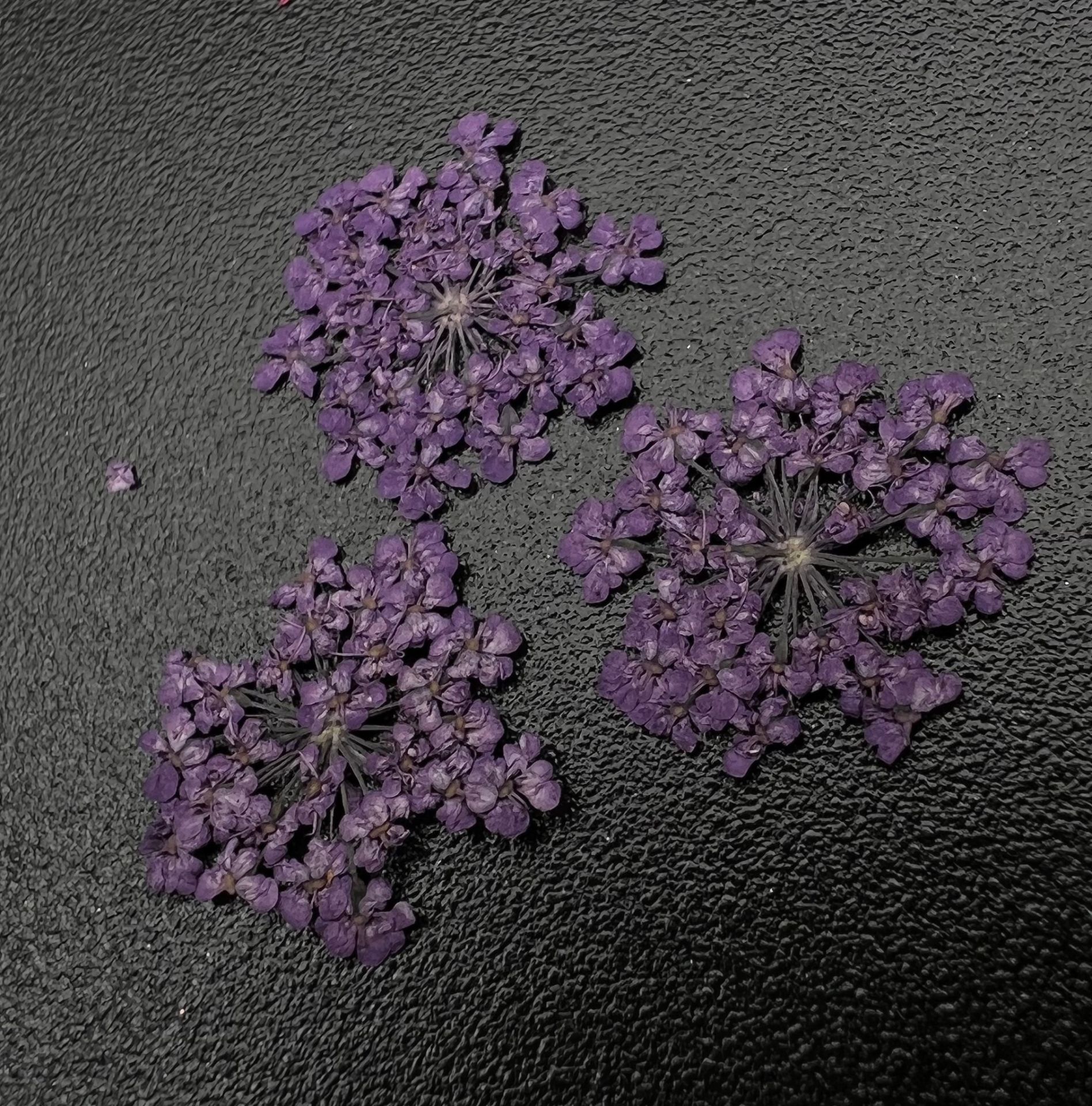 Zoo 1684 Kuru Çiçek Açık Mor