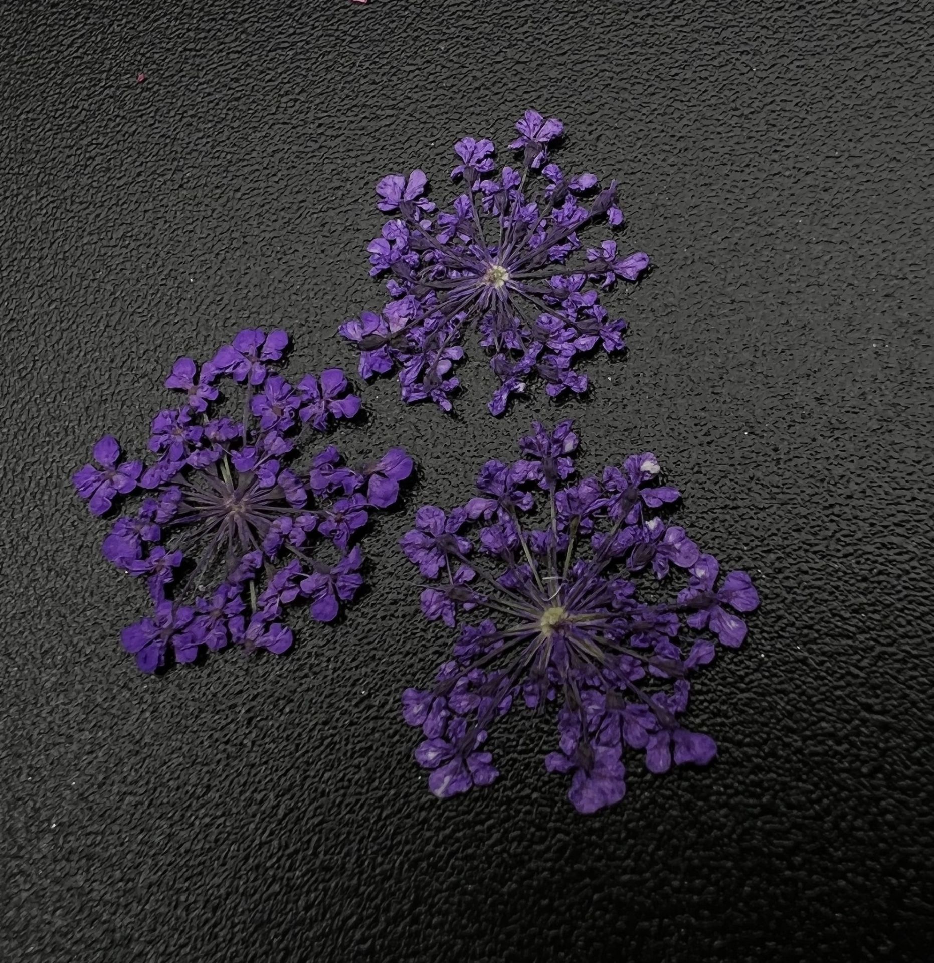 Zoo 1683 Kuru Çiçek Mor