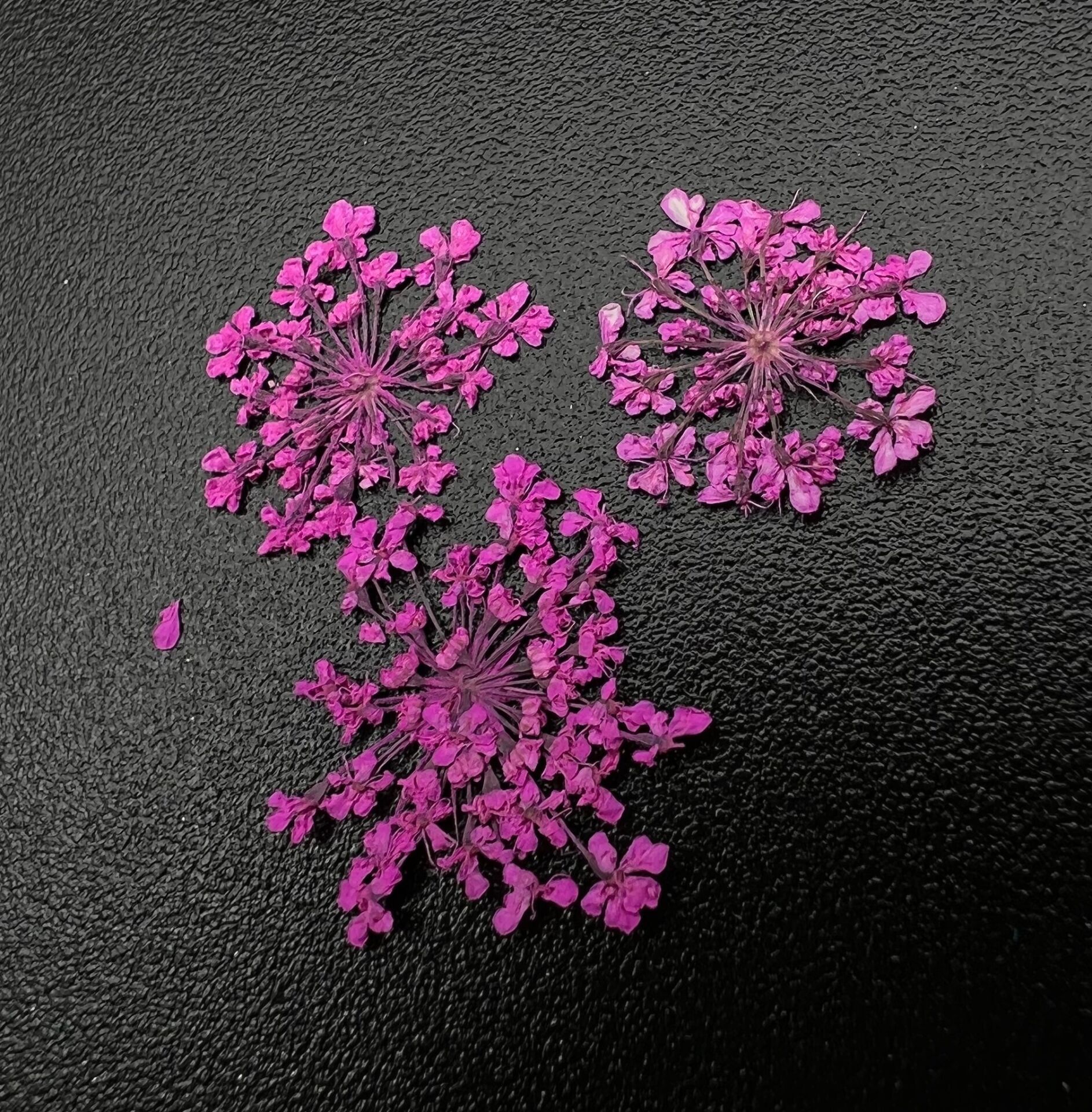 Zoo 1681 Kuru Çiçek Pembe