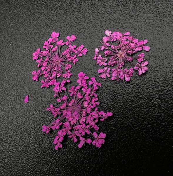 Zoo 1681 Kuru Çiçek Pembe