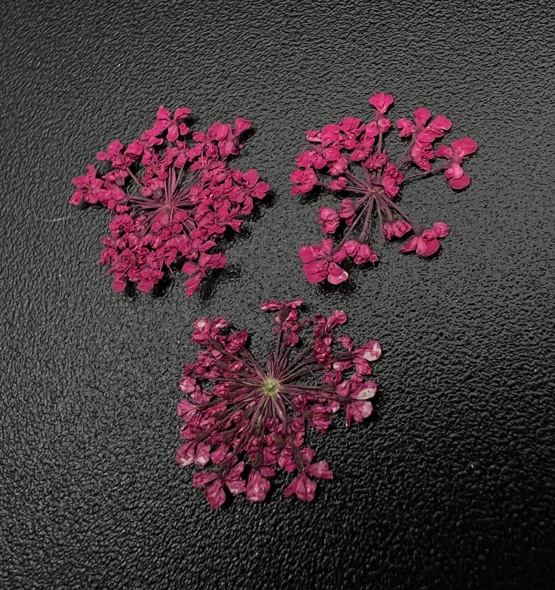 Zoo 1682 Kuru Çiçek Koyu Pembe