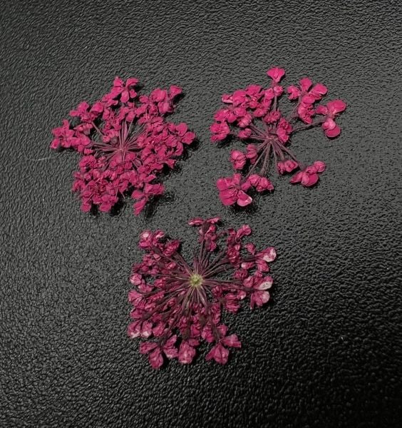 Zoo 1682 Kuru Çiçek Koyu Pembe